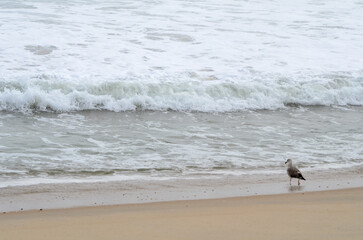 Seagull on the shore of the beach with waves in the background