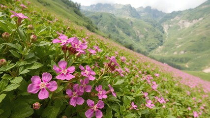 Obraz premium Vibrant pink flowers contrasting against lush green potato field in the Dolomite Mountains, growth, colorful
