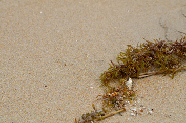 Narrowleaf Sargasso seaweed algae on sandy beach in summer beach