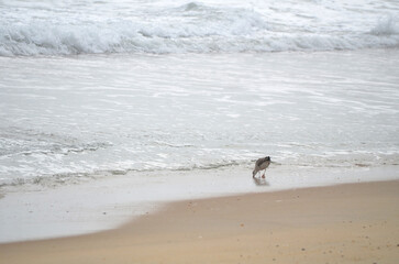 Seagull on the shore of the beach with waves in the background