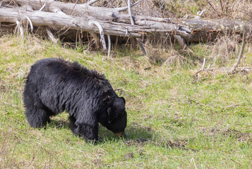 Black Bear in Yellowstone National Park Wyoming in Springtime
