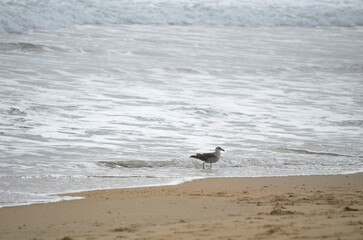 Seagull on the shore of the beach with waves in the background