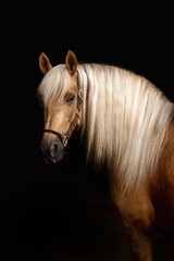 A beautiful golden horse of the Spanish purebred breed