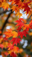 Fototapeta premium Vibrant maple leaves in shades of red, orange, and yellow on a tree branch, colorful, seasonal, maple