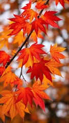 Vibrant maple leaves in shades of red, orange, and yellow on a tree branch, nature, colorful