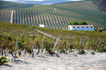 Landscape with famous sherry wines grape vineyards in Andalusia, Spain, sweet pedro ximenez or...