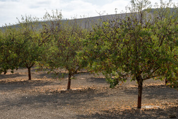 Ripe almonds nuts on almond tree ready to harvest close up