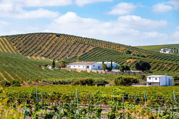 Landscape with famous sherry wines grape vineyards in Andalusia, Spain, sweet pedro ximenez or...
