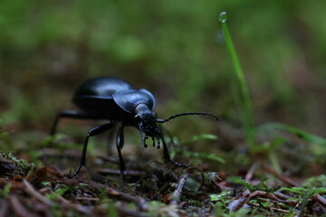 Smooth ground beetle (Carabus glabratus)