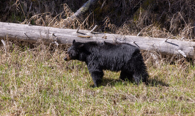 Black Bear in Yellowstone National Park Wyoming in Springtime
