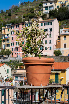 Potted plant on the balcony with typical Cinque Terre background