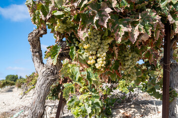 Fototapeta premium Harvest on famous sherry wines grape vineyards in Andalusia, Spain, sweet pedro ximenez or muscat, or palomino grapes, used for production of jerez, sherry sweet and dry wines