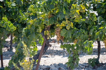 Harvest on famous sherry wines grape vineyards in Andalusia, Spain, sweet pedro ximenez or muscat,...