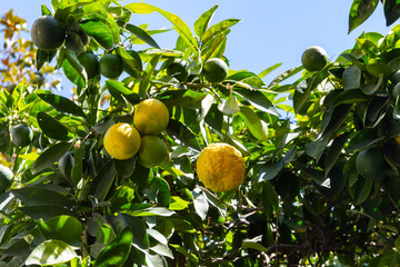 Citrus fruits of sour orange bergamot riping on thee close up