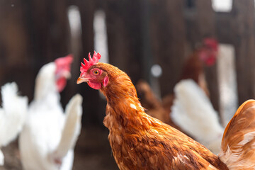 brown hens in a chicken coop