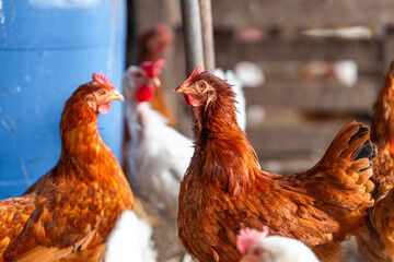 brown hens in a chicken coop