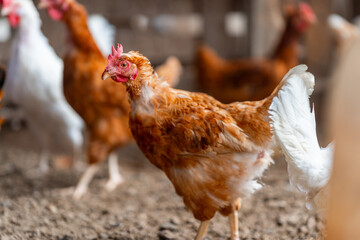 brown hens in a chicken coop