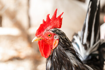 black roaster in a chicken coop. close up