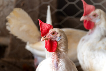 white hens in a chicken coop. close up