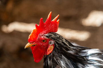 black roaster in a chicken coop. close up