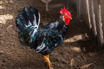 black roaster in a chicken coop