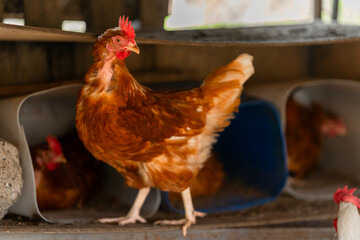 brown hens in a chicken coop