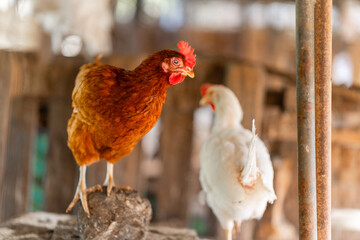 brown hens in a chicken coop