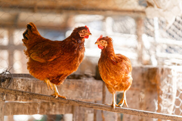 brown hens in a chicken coop