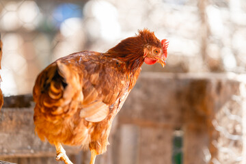 brown hens in a chicken coop