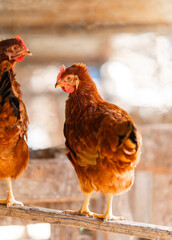 brown hens in a chicken coop