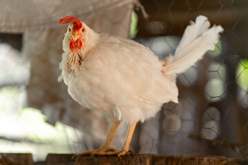white hens in a chicken coop
