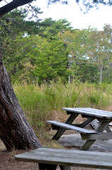 Picnic table in woods campsite