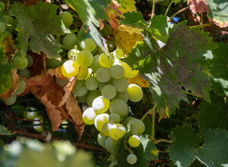 Wines grape vineyards in Andalusia, Spain, sweet pedro ximenez or muscat, or palomino grape plants,...