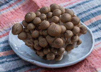 Brown shimeji edible mushrooms native to East Asia, buna-shimeji is widely cultivated and rich in umami tasting compounds