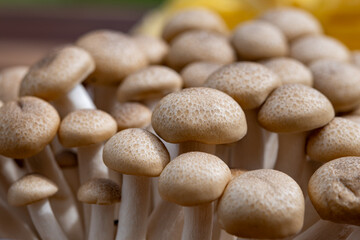 Brown shimeji edible mushrooms native to East Asia, buna-shimeji is widely cultivated and rich in...
