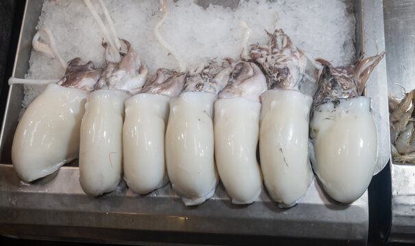 Assortment of fresh ocean daily catch of different Spanish chocos cuttlefish, on ice on fish market in Jerez de la Frontera, Andalusia, Spain