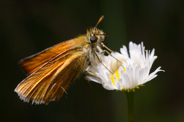 butterfly Lulworth Skipper, Thymelicus acteon, feeding nectar on a wild field flower