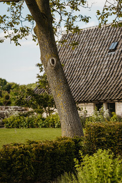 Tree and hedgerow in front of a rural house