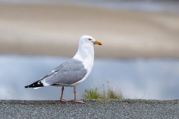 Fototapeta premium A solitary seagull standing on a ledge by the beach during a clear sunny day with gentle waves crashing nearby