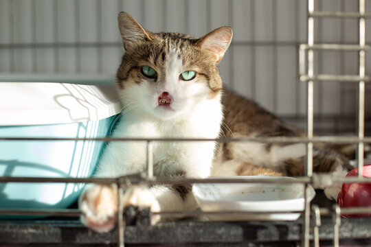 Cat without a nose in a cage