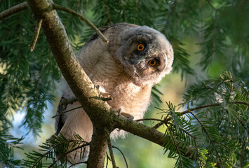 Fototapeta premium brown owl