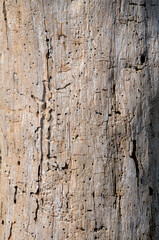 Obraz premium Close up of worn tree trunk