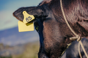 Close-up photography of the yellow tag used to identify cattle, with the number 85, in the ear of a...