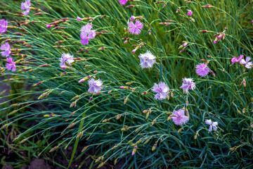 Dianthus hyssopifolius, the fringed pink or Dianthus superbus, is a species of flowering plant in...