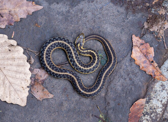 A striped snake rests on a rocky surface among autumn leaves during a sunny afternoon in a forested...