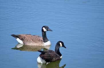 Obraz premium Canada Geese swimming in lake