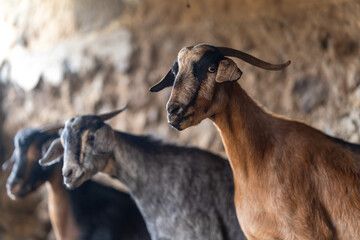 Obraz premium brown goats and gray goats interact inside a stable