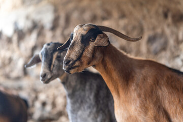 brown goats and gray goats interact inside a stable