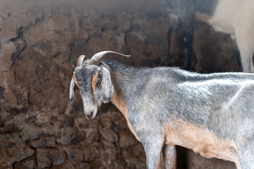 brown goats and gray goats interact inside a stable