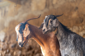 brown goats and gray goats interact inside a stable
